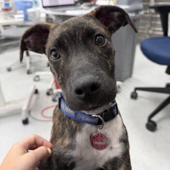 Survivor -  Mixed Breed Dog for Adoption in New York, New York - Survivor | PetCurious