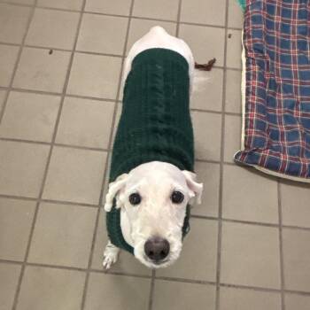 Snickers -  Poodle Dog for Adoption in Marshalltown, Iowa - Snickers | PetCurious