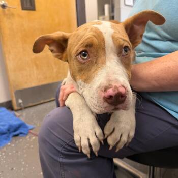 Mac N Cheese -  Mixed Breed Dog for Adoption in Columbiana, Alabama - Mac N Cheese | PetCurious