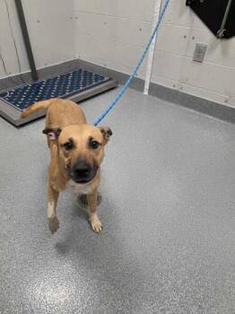 Yates -  Australian Cattle Dog Blue Heeler and Mixed Breed Dog for Adoption in Sevierville, Tennessee - Yates | PetCurious