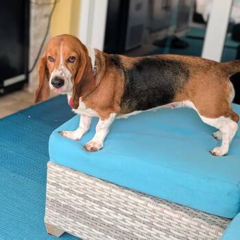 Bella -  Basset Hound Dog for Adoption in Pinellas Park, Florida - Bella | PetCurious