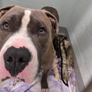 Chesty -  English Bulldog Dog for Adoption in Chattanooga, Tennessee - Chesty | PetCurious