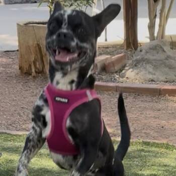 French Bulldog and Boston Terrier Dogs Available for Adoption - Harley | PetCurious