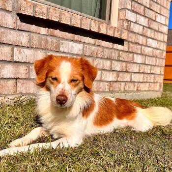 Brittany Spaniel Dogs Available for Adoption in Baton Rouge, Louisiana - Archer | PetCurious