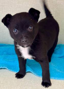 Joven -  Chihuahua and Cattle Dog Dog for Adoption in Fort Lupton, Colorado - Joven | PetCurious