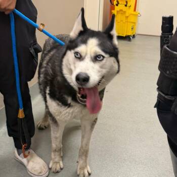 Loba -  Husky Dog for Adoption in Westminster, California - Loba | PetCurious