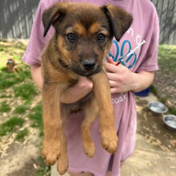 Shepherd Dogs Available for Adoption in Brownsboro, Alabama - Cooper Bee | PetCurious