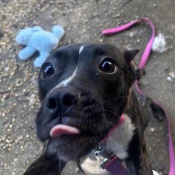 Hot Goss -  Mixed Breed and Pit Bull Terrier Dog for Adoption in Philadelphia, Pennsylvania - Hot Goss | PetCurious