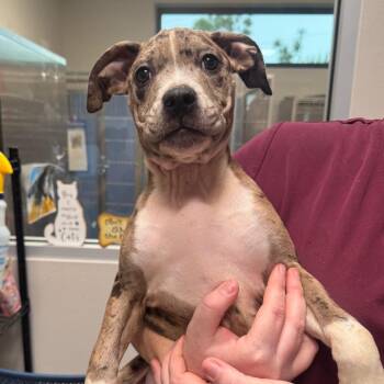 Daisy -  Catahoula Leopard Dog and Pit Bull Terrier Dog for Adoption in Englewood, Florida - Daisy | PetCurious