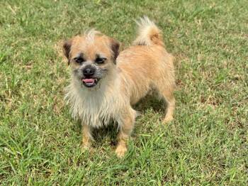 Ajax -  Pug and Wirehaired Terrier Dog for Adoption in Canyon Lake, Texas - Ajax | PetCurious