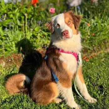 Dandelion -  Australian Shepherd Dog for Adoption in Salem, Oregon - Dandelion | PetCurious