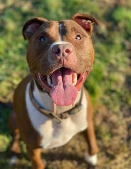 Charlie -  Pit Bull Terrier Dog for Adoption in Billerica, Massachusetts - Charlie | PetCurious