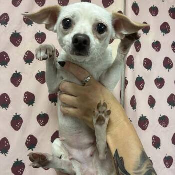 Opossum -  Chihuahua Dog for Adoption in San Antonio, Texas - Opossum | PetCurious