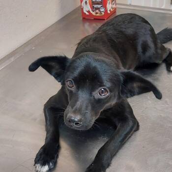 Scrump -  Mixed Breed Dog for Adoption in Mocksville, North Carolina - Scrump | PetCurious