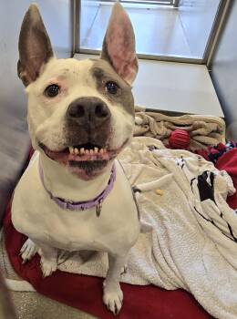Rescue Pit Bull Terrier Dogs for Adoption in Lindenhurst, New York - 25-273 | PetCurious