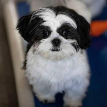 Shih Tzu Dogs Available for Adoption - Zane (MR26-62) | PetCurious