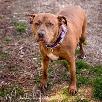 American Staffordshire Terrier Dogs Available for Adoption in Brockton, Massachusetts - Londyn | PetCurious