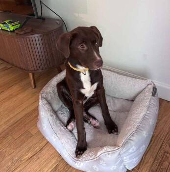 Elizabeth -  Labrador Retriever Dog for Adoption - Elizabeth | PetCurious