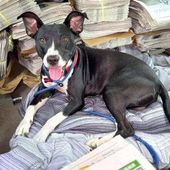 Luca -  Mixed Breed Dog for Adoption in Huntington, West Virginia - Luca | PetCurious
