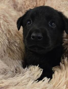 Diabyers / Usher -  Labrador Retriever and Mixed Breed Dog for Adoption in Broomfield, Colorado - Diabyers / Usher | PetCurious
