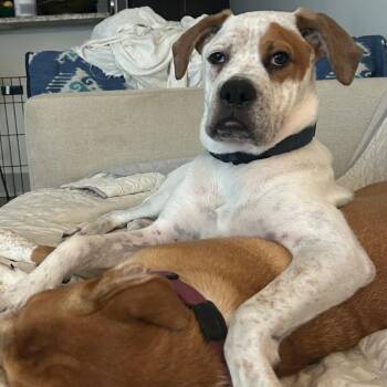 Boxer and Mixed Breed Dogs Available for Adoption in Austin, Texas - Chipotle | PetCurious