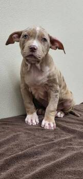 Cristian -  Mixed Breed Dog for Adoption in Groveland, Massachusetts - Cristian | PetCurious