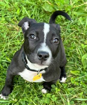 Bonnie -  American Staffordshire Terrier Dog for Adoption in Brunswick, Ohio - Bonnie | PetCurious