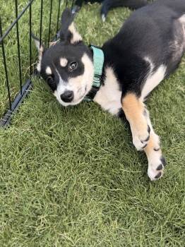 Rocky Road -  Siberian Husky Dog for Adoption in Fullerton, California - Rocky Road | PetCurious