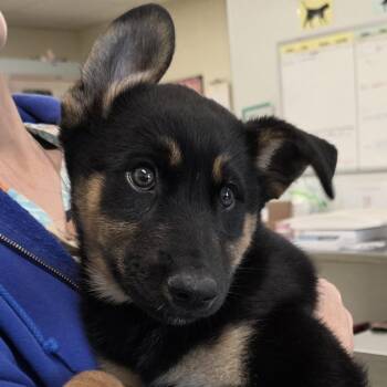 Finn -  Australian Shepherd and Mixed Breed Dog for Adoption - Finn | PetCurious