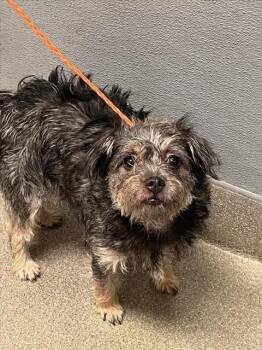 SILHOUETTE -  Terrier Dog for Adoption in Las Vegas, Nevada - SILHOUETTE | PetCurious