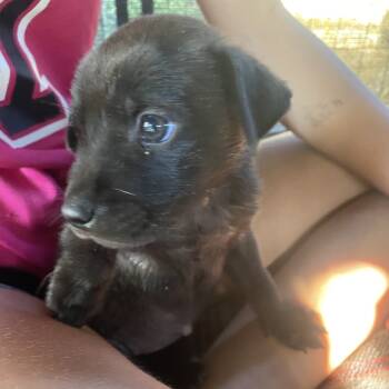 Rescue Shepherd and Terrier Dogs for Adoption in Escondido, California - Sheamus | PetCurious