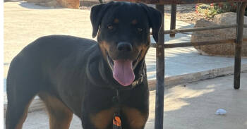 Rescue Rottweiler Dogs for Adoption in Gilbert, Arizona - Jasmine | PetCurious