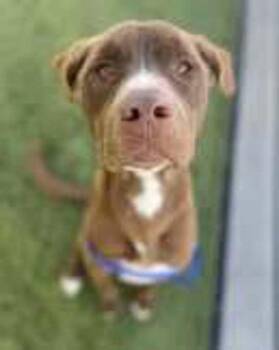 Labrador Retriever Dogs Available for Adoption in Stratham, New Hampshire - O