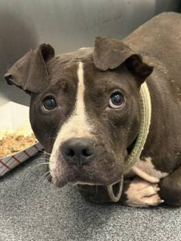 MAJOR PAIN -  Mixed Breed Dog for Adoption in Dallas, Texas - MAJOR PAIN | PetCurious