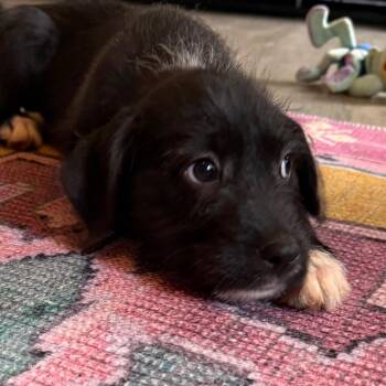 Gizmo -  Mixed Breed Dog for Adoption in Daphne, Alabama - Gizmo | PetCurious