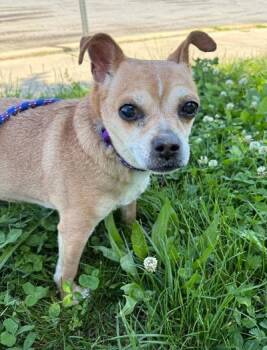 Coffee -  Chihuahua Dog for Adoption in Long Beach, New York - Coffee | PetCurious