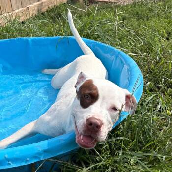 Shelby -  Pit Bull Terrier Dog for Adoption in Martinsville, Indiana - Shelby | PetCurious