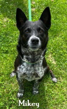 Rescue Mixed Breed Dogs for Adoption in Elkins, West Virginia - Mikey | PetCurious