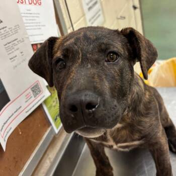 Mixed Breed Dogs Available for Adoption - Maddox | PetCurious