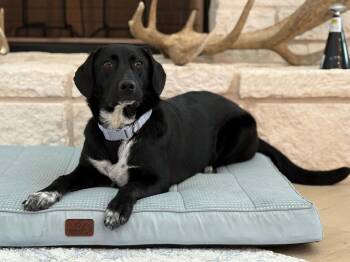 Rescue Cattle Dog and Great Pyrenees Dogs for Adoption in Benbrook, Texas - Ellie | PetCurious