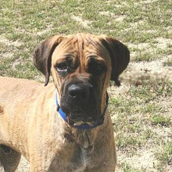 Mastiff Dogs Available for Adoption - Ralph BW | PetCurious