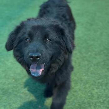 Great Pyrenees and Mixed Breed Dogs Available for Adoption - Jam A2264459 | PetCurious