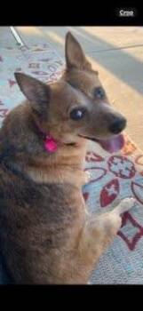Rescue Australian Cattle Dog Blue Heeler Dogs for Adoption in Oklahoma City, Oklahoma - Rosa | PetCurious