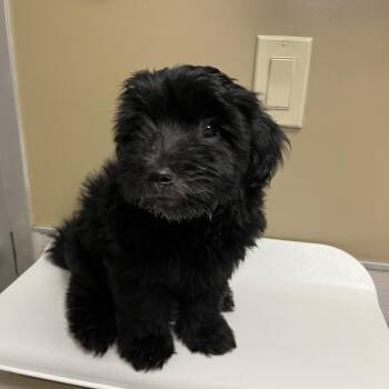 Klein -  Mixed Breed Dog for Adoption in Palm Springs, California - Klein | PetCurious