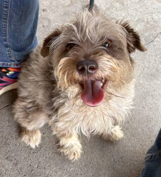 Miniature Schnauzer and Aussiedoodle Dogs Available for Adoption in Plano, Texas - Moab | PetCurious
