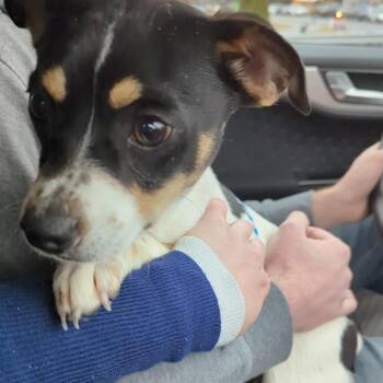 Rat Terrier Dogs Available for Adoption - Pongo | PetCurious