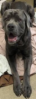 Mixed Breed Dogs Available for Adoption in West Chester, Pennsylvania - Aires | PetCurious