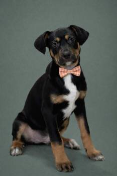 Terrier and Mixed Breed Dogs Available for Adoption - Oakley | PetCurious