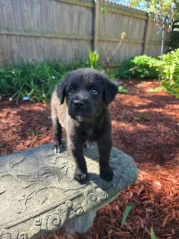 Java -  Mixed Breed Dog for Adoption in Dorr, Michigan - Java | PetCurious