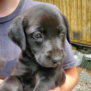 Selena -  Black Labrador Retriever Dog for Adoption in Quakertown, Pennsylvania - Selena | PetCurious